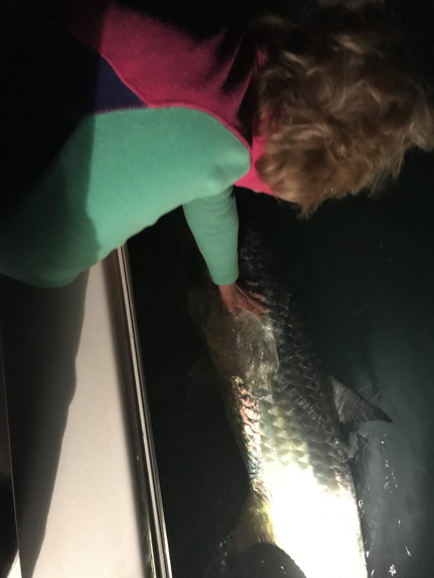 Tarpon at night with lady touching it