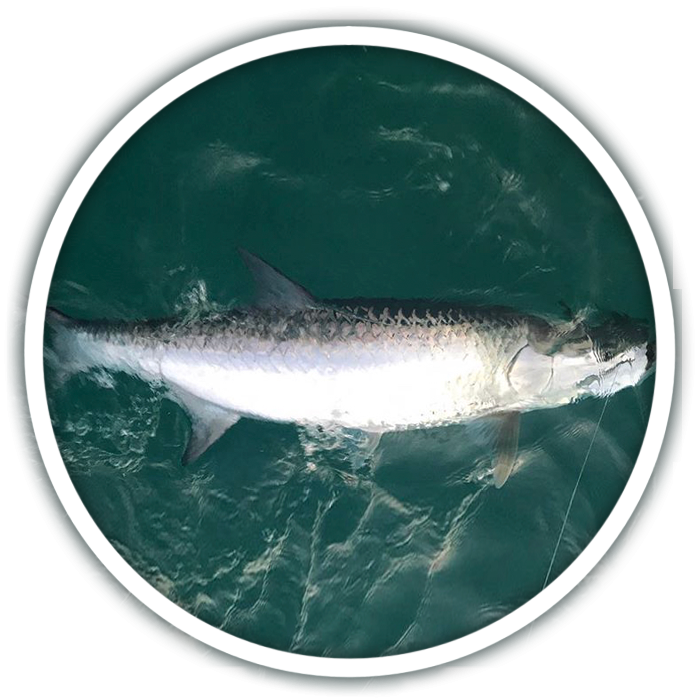 Tarpon