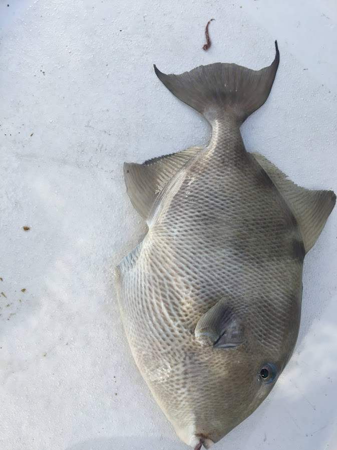 Trigger fish on the floor