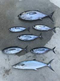 Tuna on the ground