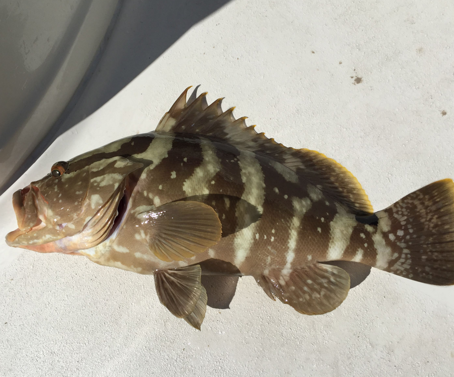 Fish on the ground: grouper